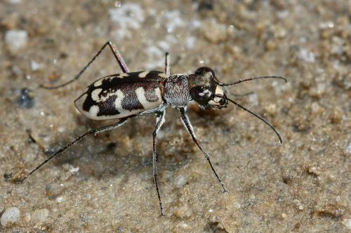 Réf. 292 712 : Cephalota circumdata leonschaeferi